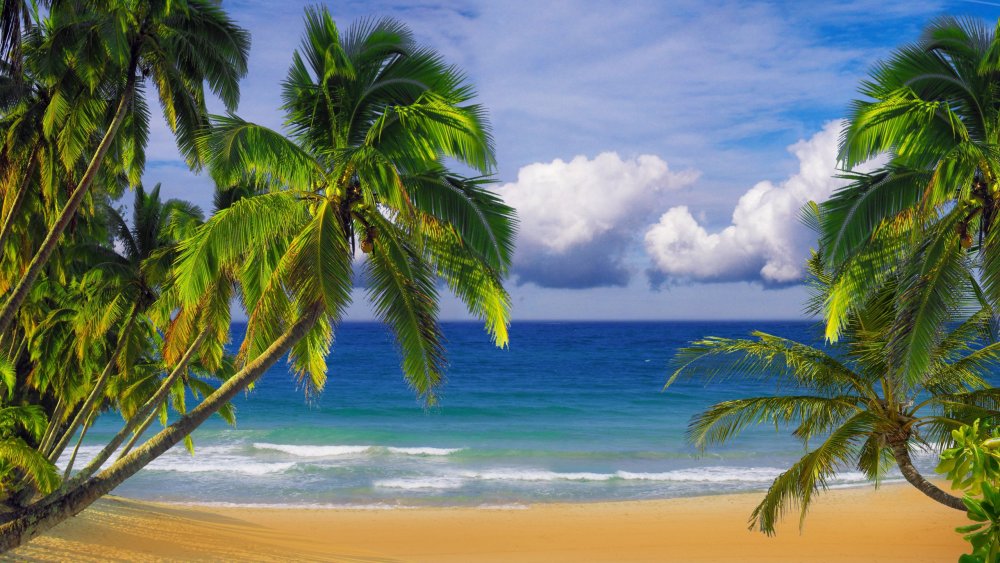 Пляж море пальмы песок