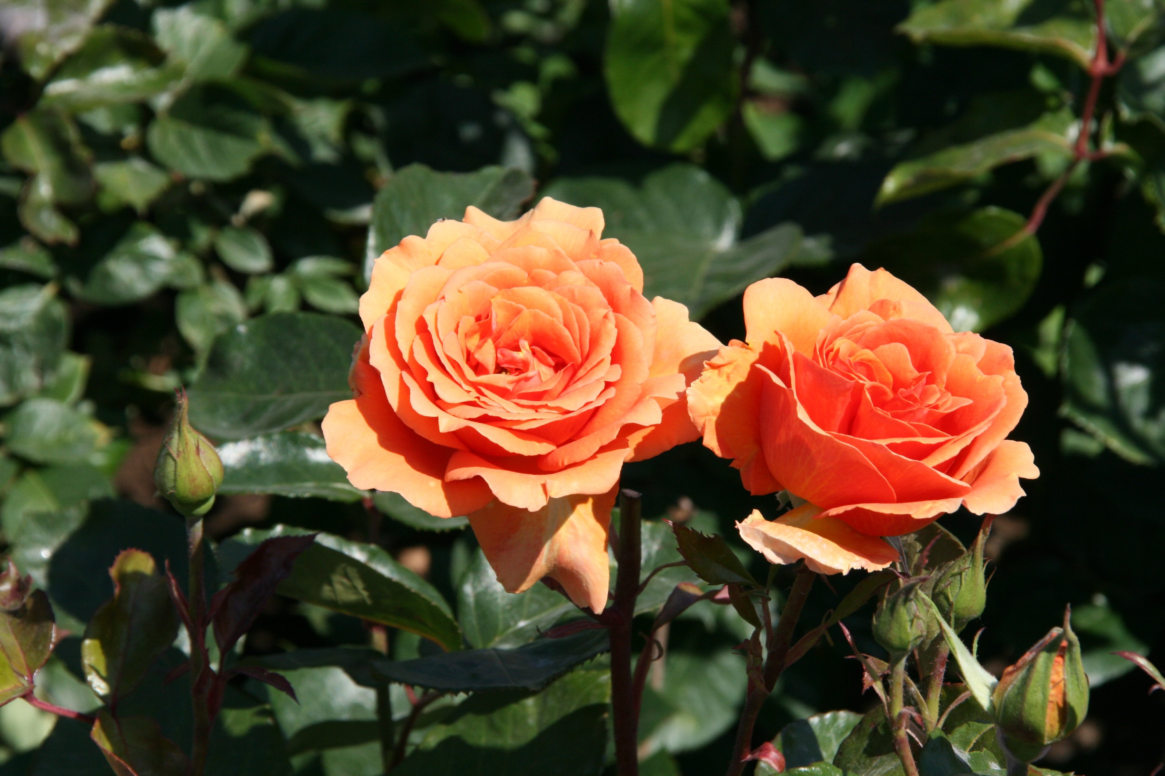 Флорибунда floribunda