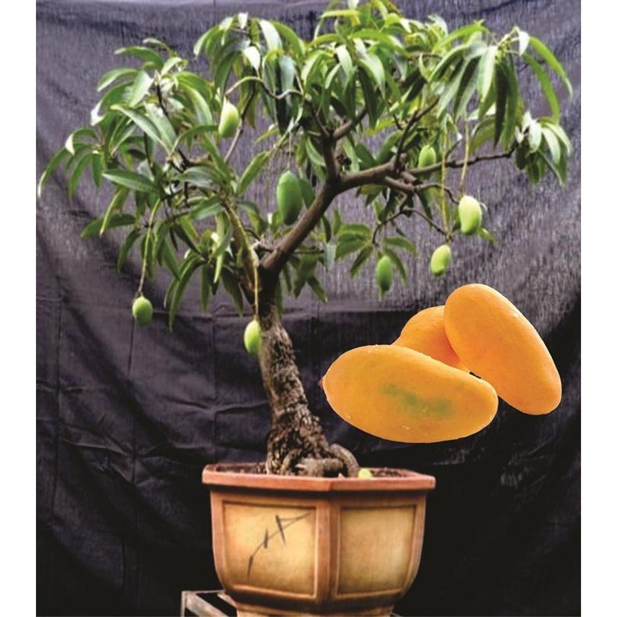 фото манго из косточки в домашних условиях