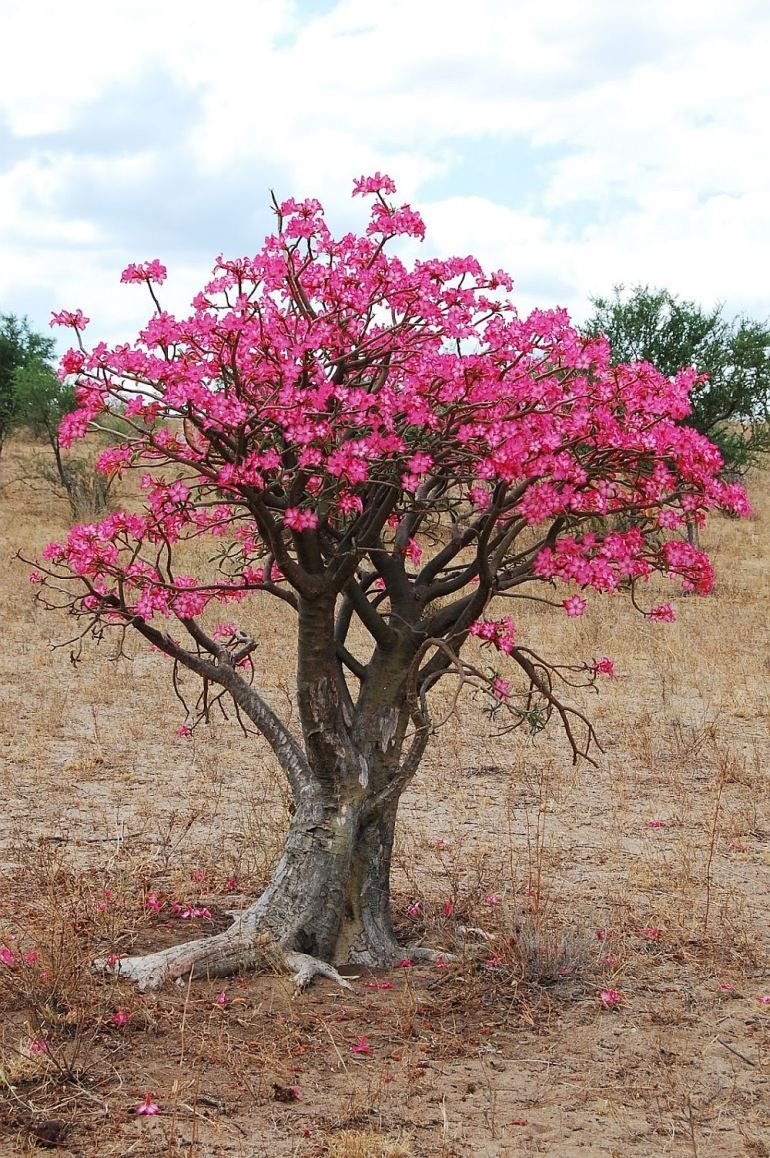 Дерево адениум. Adenium цветущее дерево. Индийское дерево Адениум. Роза пустыни дерево. Пустынная роза де Сарон.