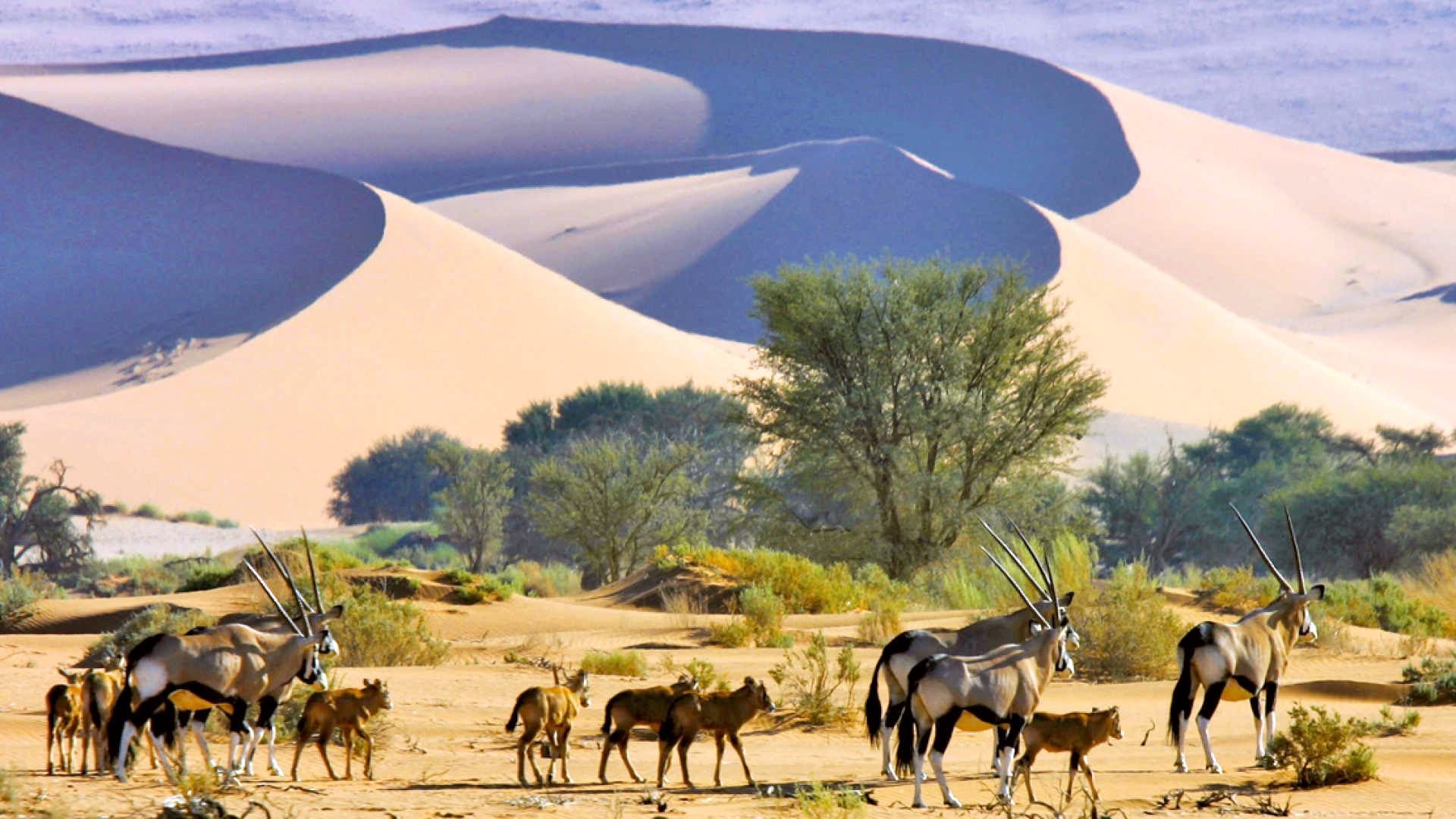 Красивая страна африки. Намибия пустыня Калахари. Пустыня Калахари ЮАР. Пустыня Намиб, Африка, Намибия. Намибия Этоша природа.