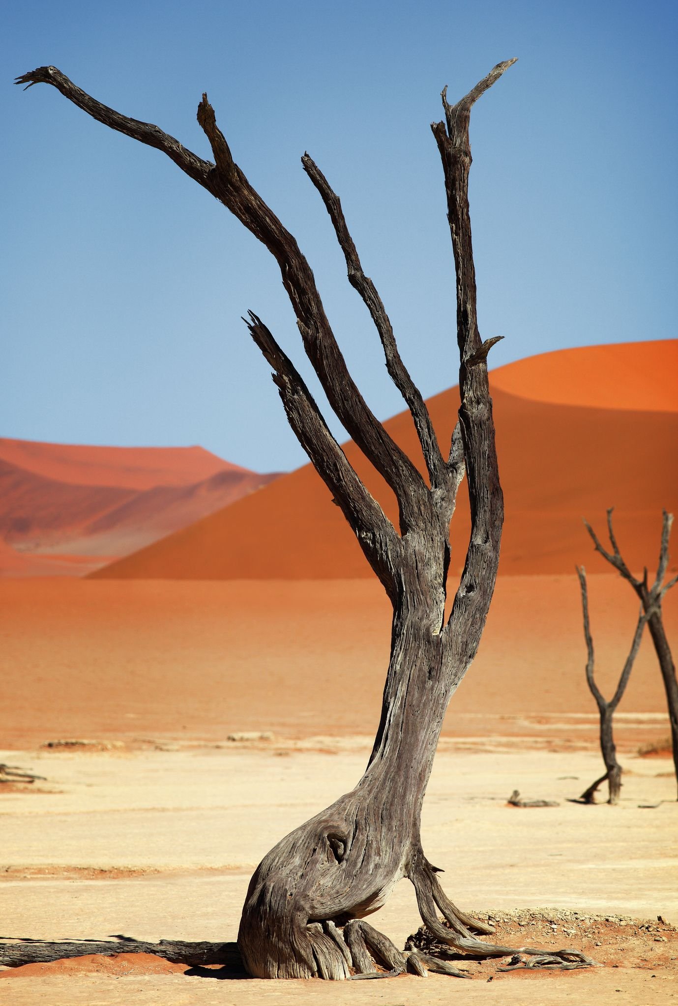 Неживая природа в пустыне. Deadvlei Намибия. Африканская пустыня Намиб. Лес Дедвлей Намибия. Природа пустыни Намиб.