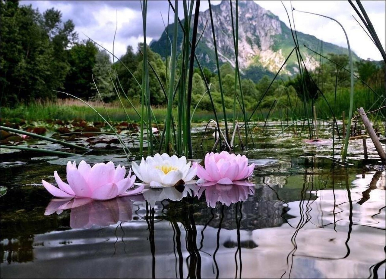 Вода цветы красиво. Озеро Манжерок Лотосы. Пятигорск озеро с кувшинками. Бештау озеро Лотос. Монастырское озеро Пятигорск кувшинки.