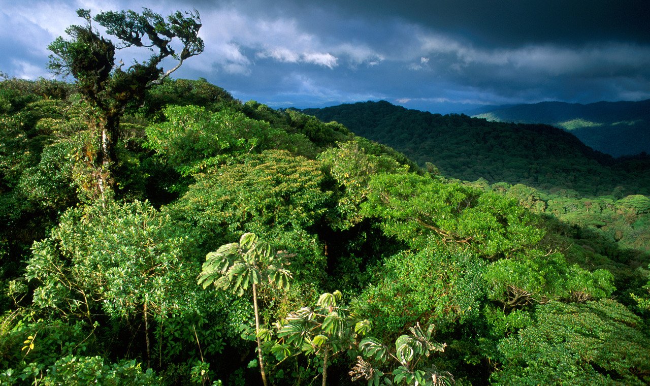 Кост климат. Национальный парк Монтеверде (Коста-Рика). Коста Рика тропический лес. Джунгли горы Коста Рика. Коста Рика климат.
