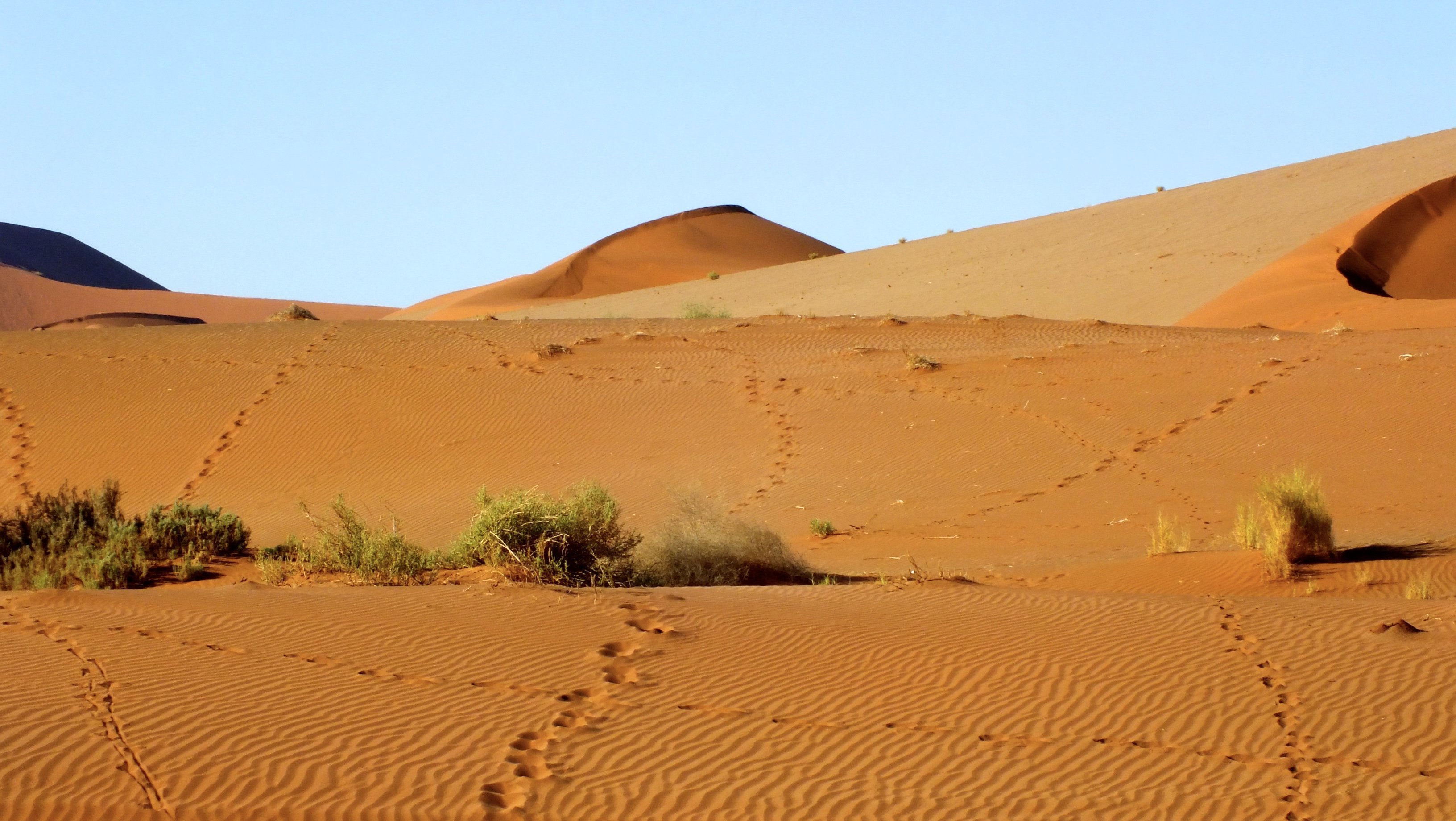 Самая сухая пустыня в африке. Пустыни: сахара, Намиб, Калахари. Пустыня: сахара, Ливийская, Калахари, Намиб. Пустыни сахара, нубийская пустыня,. Пустыни- сахара, Ливийская, нубийская Аравийская.