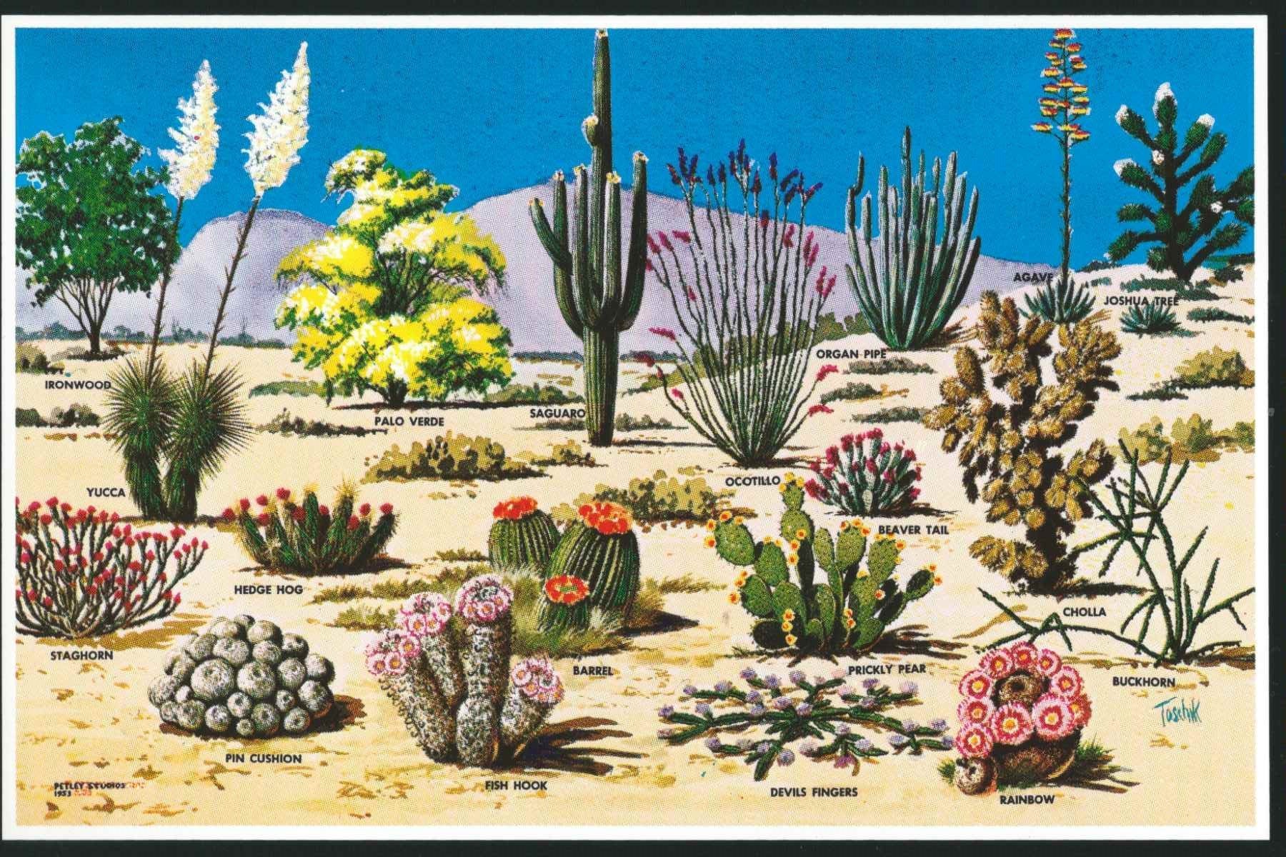 Растения пустыни 5 класс биология. Растения пустынь и полупустынь Африки. Тропические пустыни пустыни растения. Растения в пустыне и полупустыне. Растения пустынь и полупустынь Австралии.