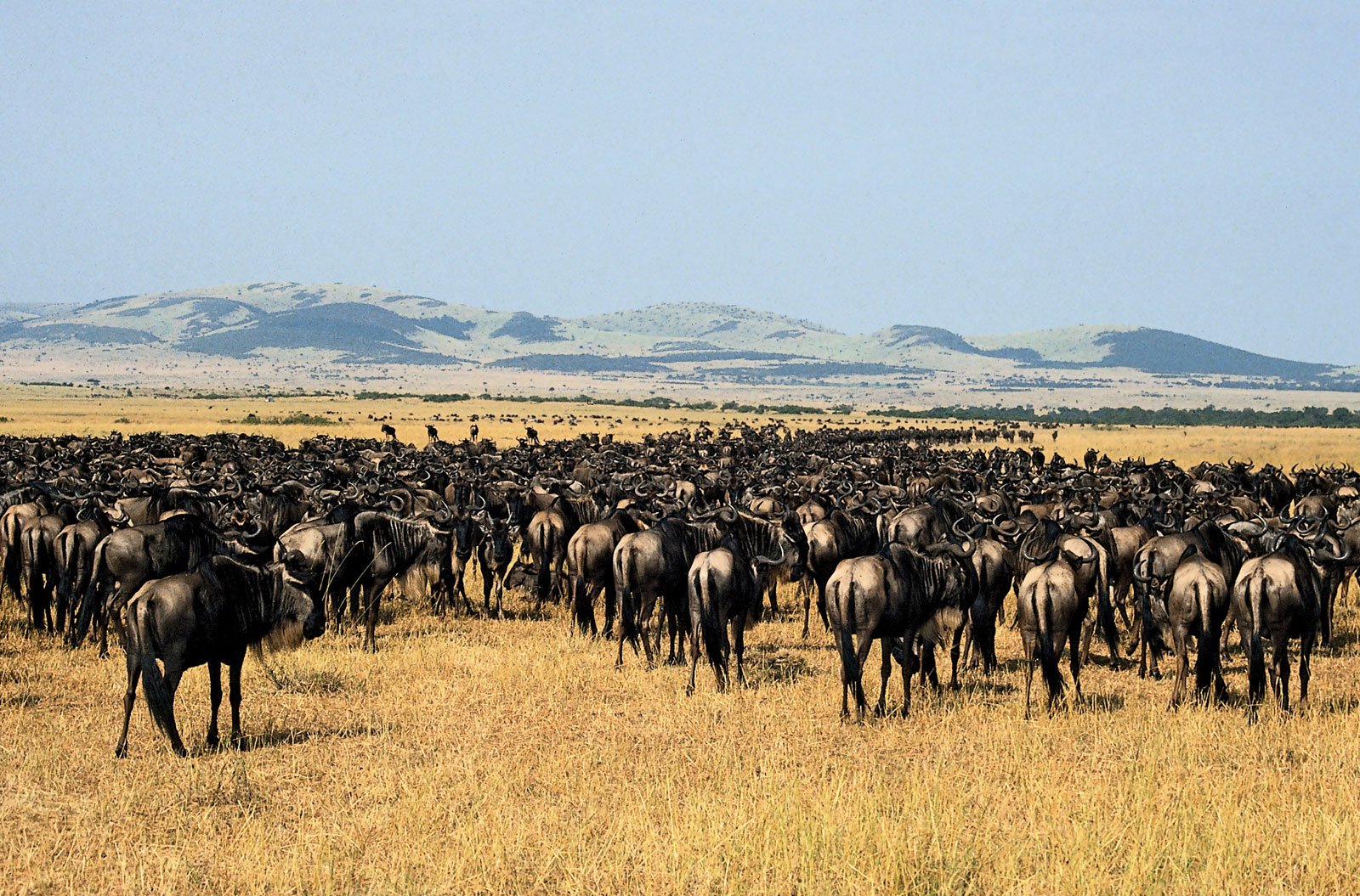 Гора гну. Национальный парк Серенгети Танзания. Заповедник Серенгети в Африке. Национальные парки Танзании Серенгети. Национальный парк Серенгети животные.