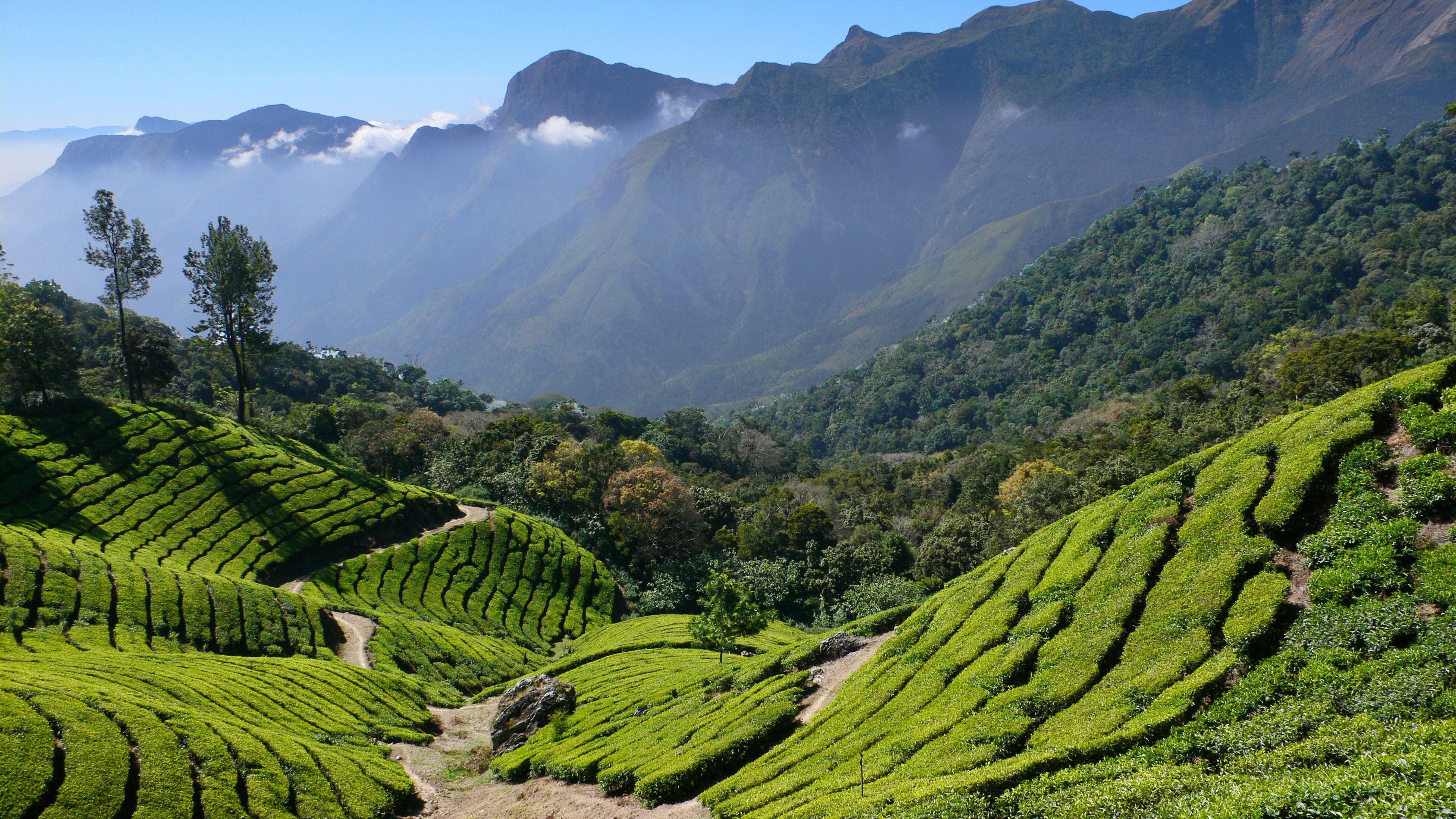 Шри ланка кофе. Индия Дарджилинг чайные плантации. Шри Ланка чайные плантации. Шри Ланка плантации чая. Шри Ланка чайная плантация чайная фабрика.