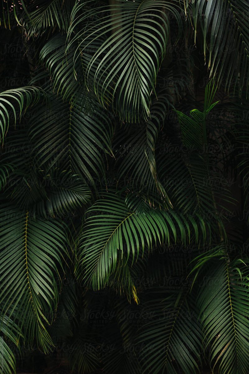 Темны листья пальмы
