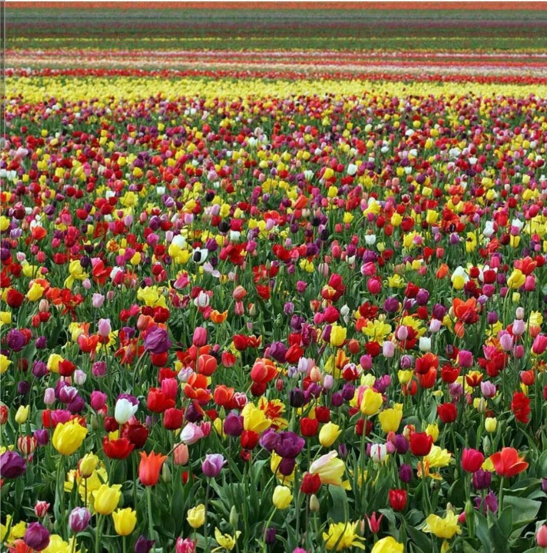 До самого полудня насмехались цветы над. Цветение тюльпанов в Калмыкии. Тюльпановое поле Элиста. Элиста тюльпановые поля. Степные тюльпаны Казахстана.