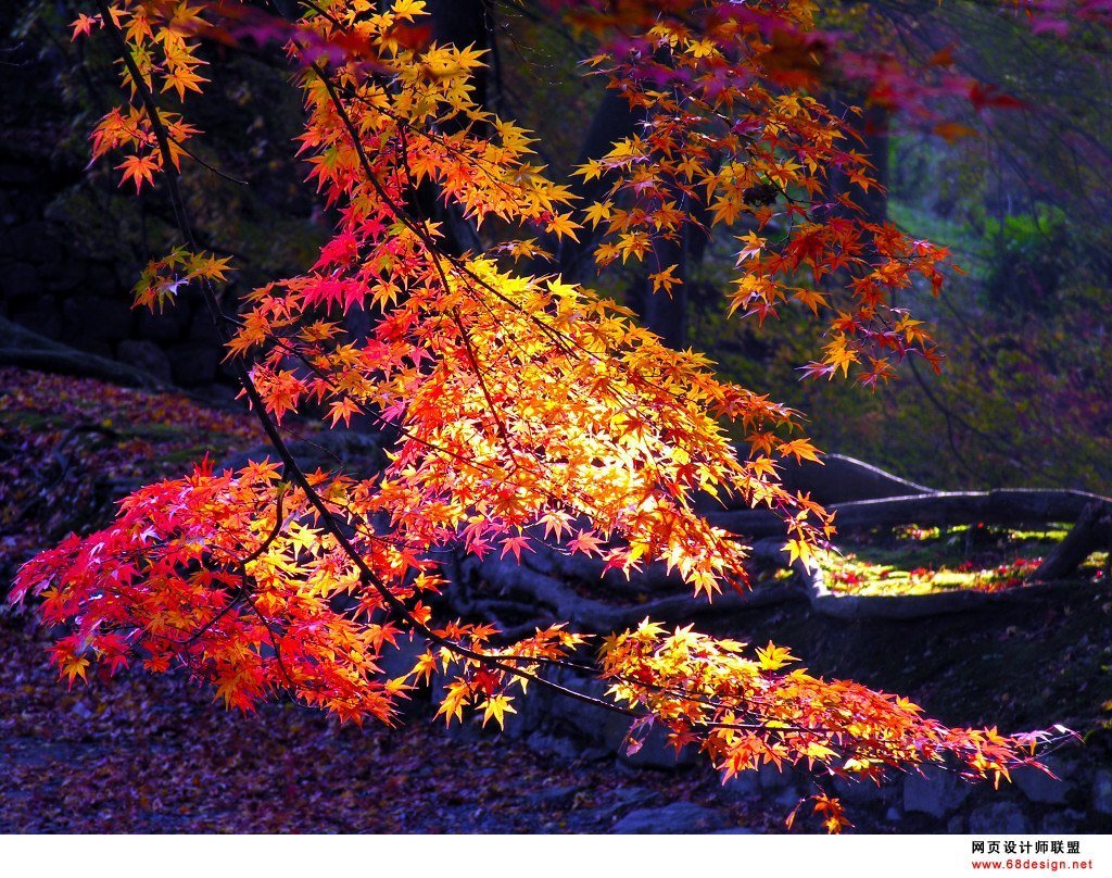 Бывают осенние ночи. Осенний клен. Японский клен осенью. Осенний пейзаж с кленом. Осенняя ночь.