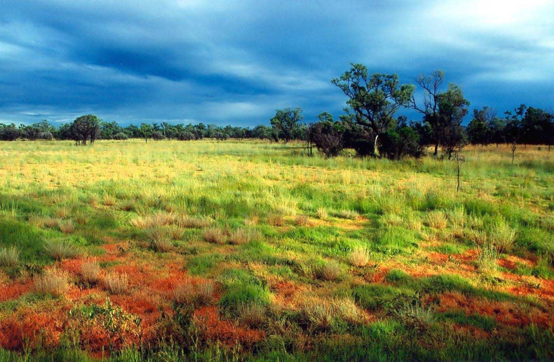 Природная зона северной америки саванна. Саванны и редколесья Австралии. Климат саванны Австралии. Саванны и редколесья Австралии растения. Зона саванн в Австралии.