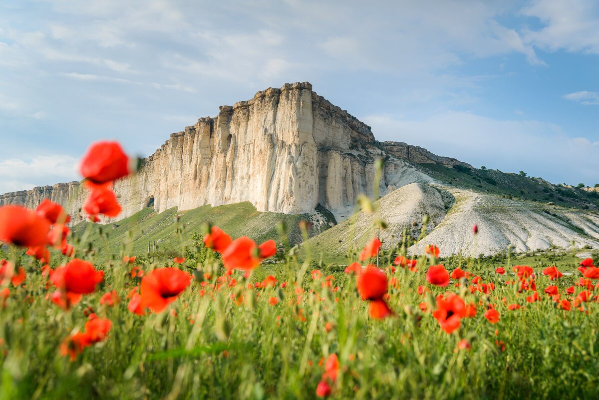 Маковые поля в Крыму