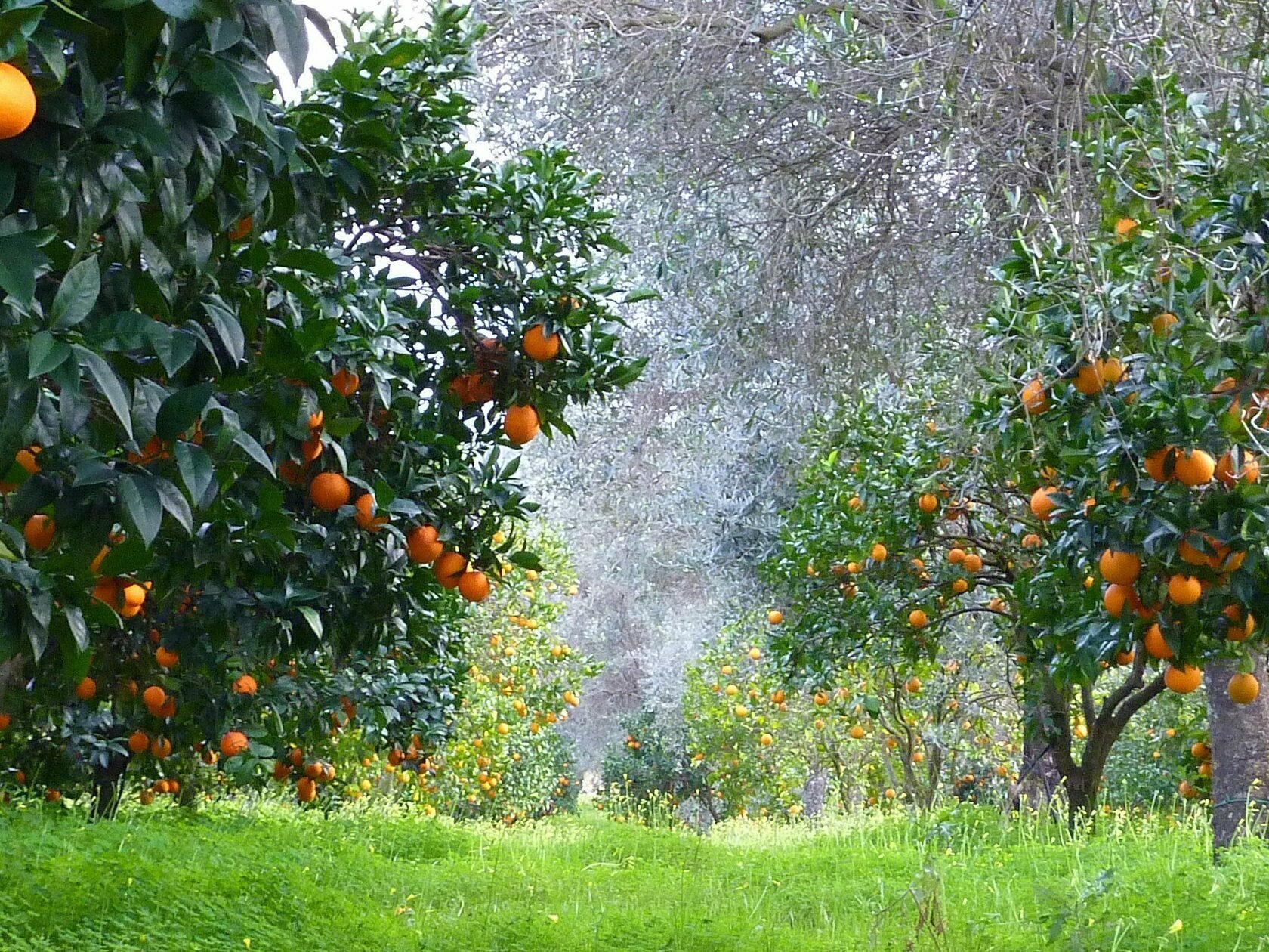 Апельсиновое дерево. Апельсиновая роща Кемер. Абхазия Мандариновая роща. Мандариновое дерево в Абхазии. Мандариновое дерево плантации Италии.