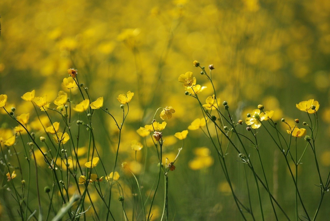 Желтые полевые цветы - 66 фото