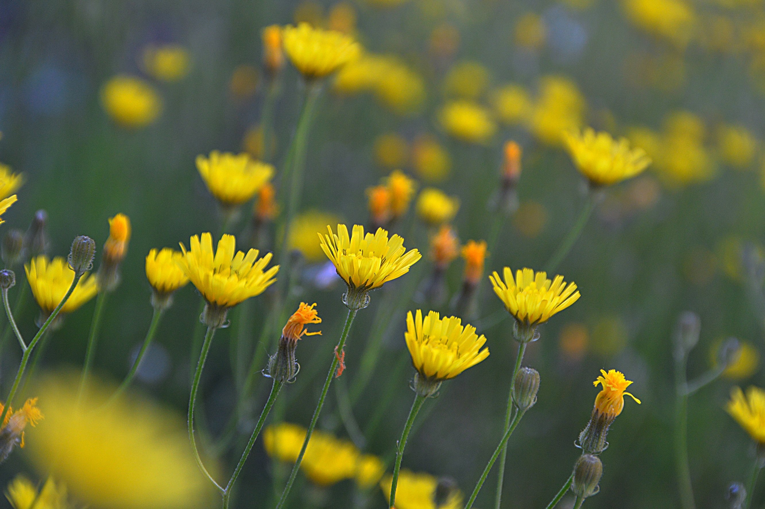 полевые цветы, желтый полевой цветок, портулак Photos | Adobe Stock