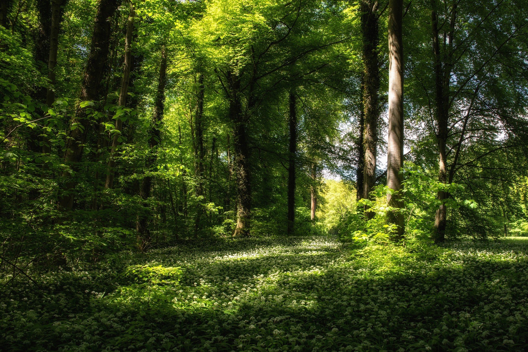 Forest background. Красивый лес. Поляна в лесу. Лес фон. Красивая Полянка в лесу.