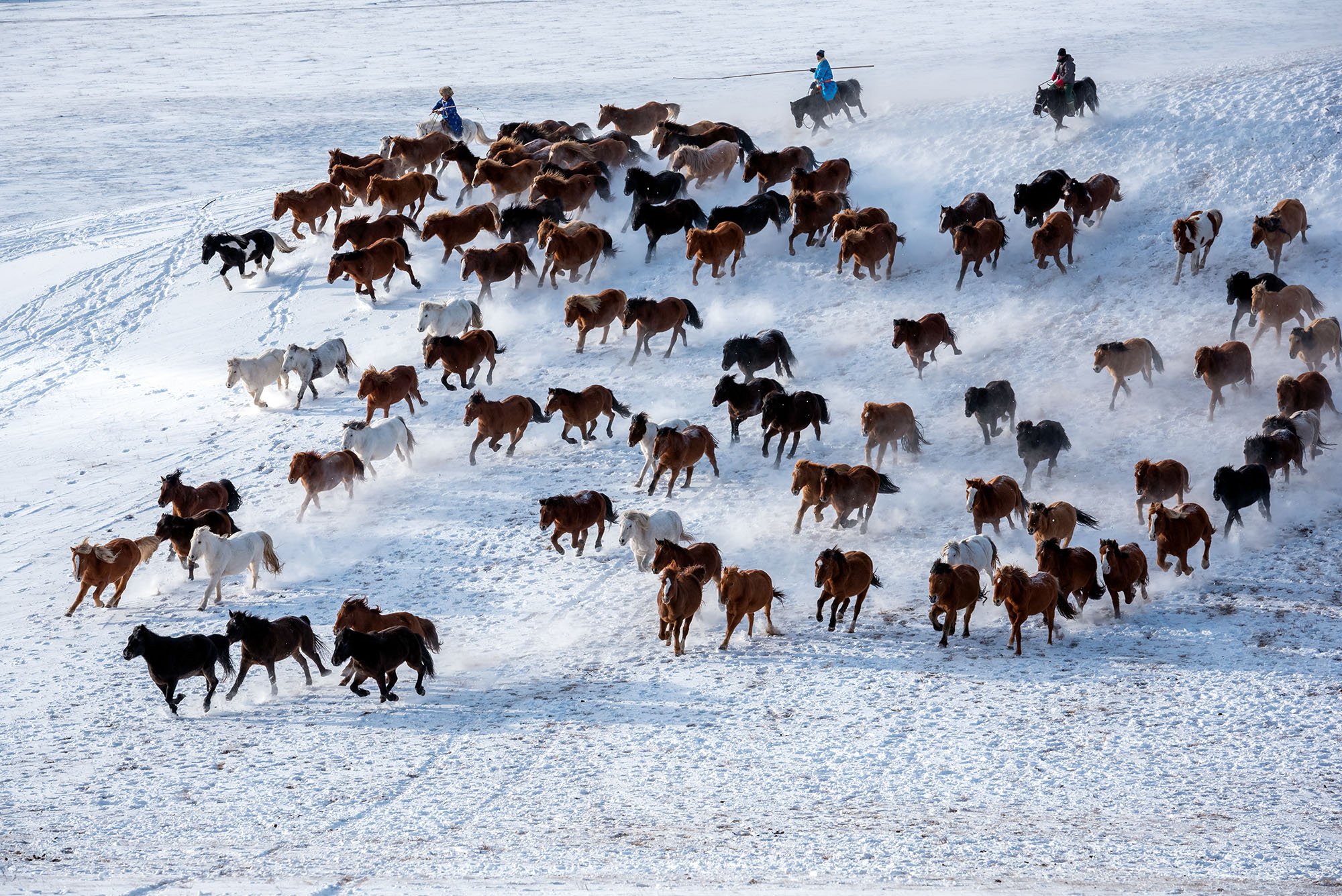 Скотовод в монголии букв. Зима в Монголии. Скотовод в Монголии. Чубарые лошади в Монголии. Лионедия монгольская фото.