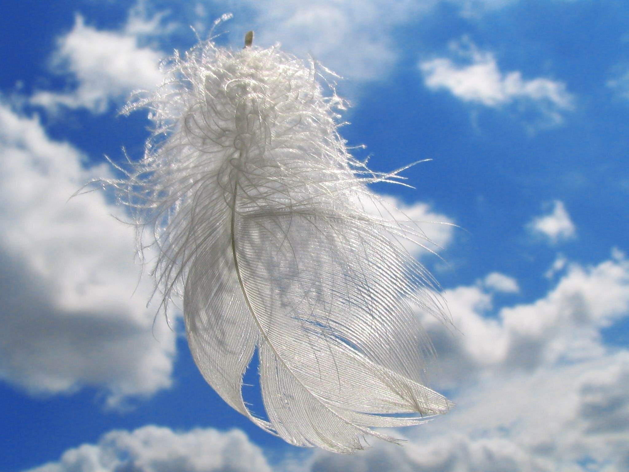 Ветер играет легкой листвою. Перышко. Ангельские перья. Перья на ветру. Белое перо.