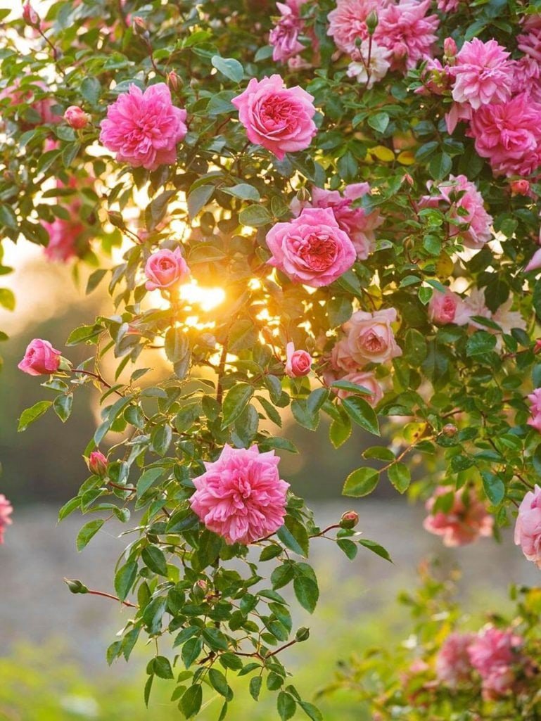 Роза из бисера: плетем своими руками королеву цветов (фото)