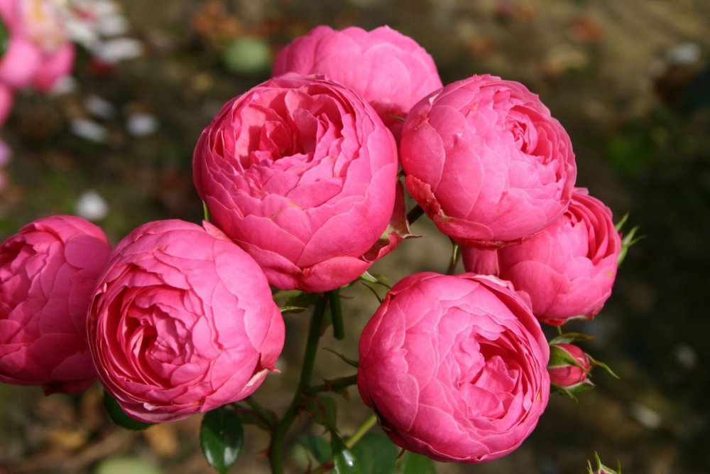 Роза Помпонелла (Pomponella)