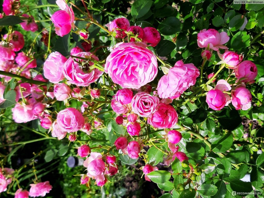 Роза Pomponella