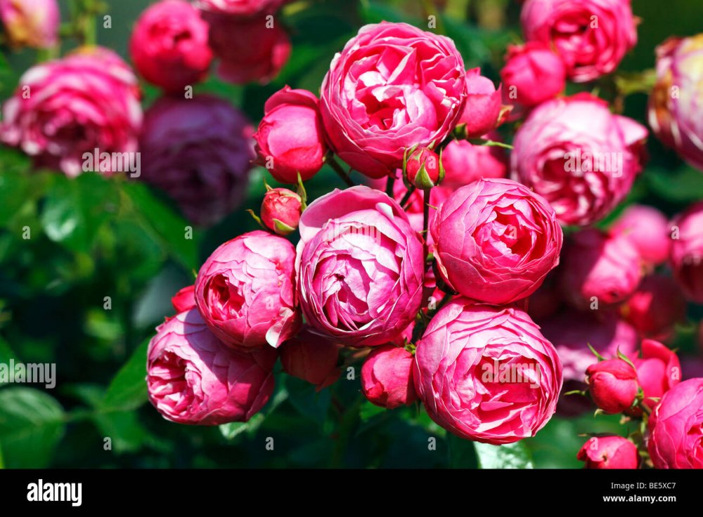 Сорта роз Кордеса пионовидные
