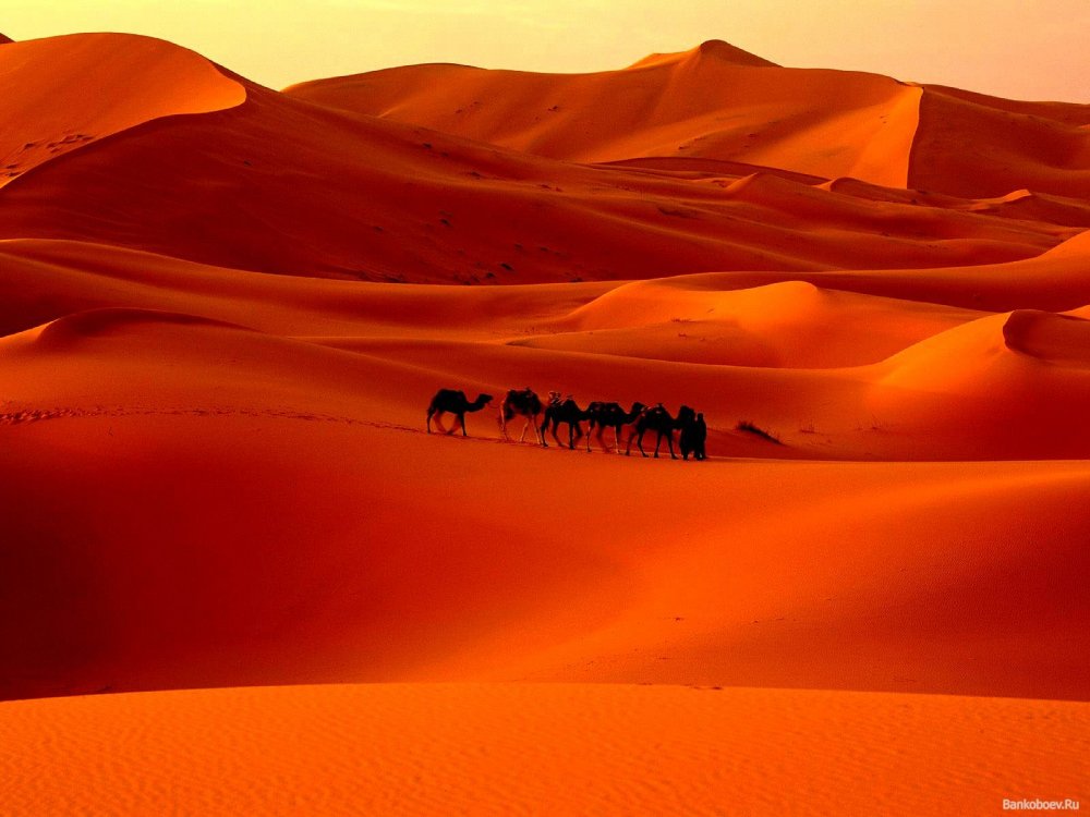 Пустыня Алжира и Туниса