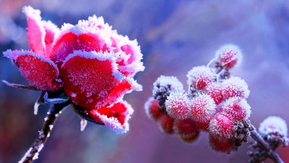 Цветы в инее и снегу