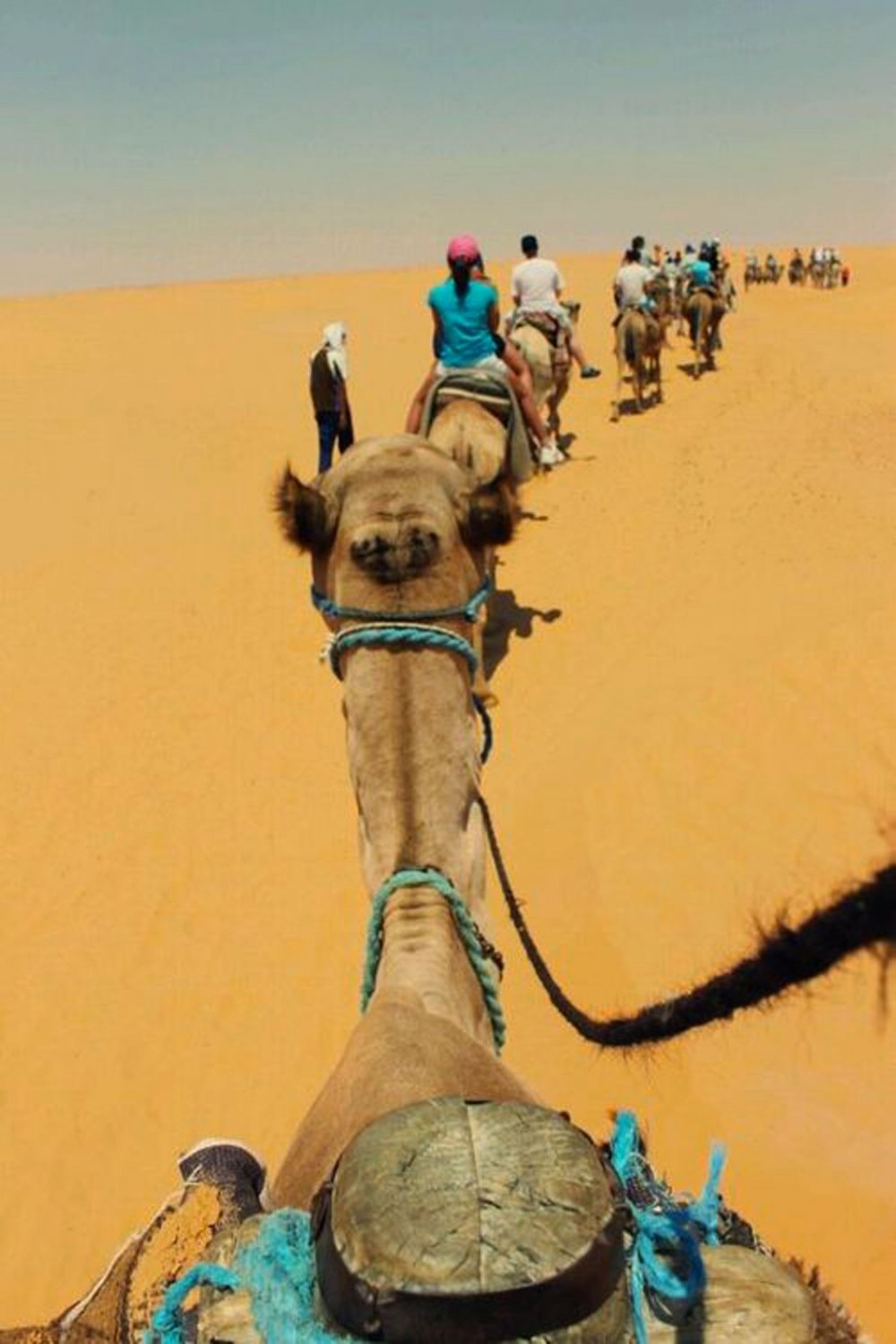 Tunisia Camel
