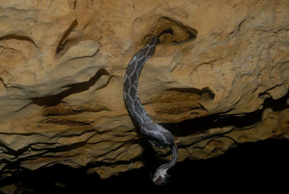 Пещера висячих змей