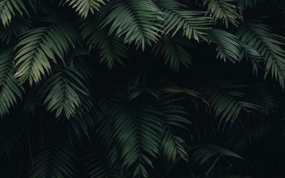 Листья на тёмном фоне в тропическом стиле