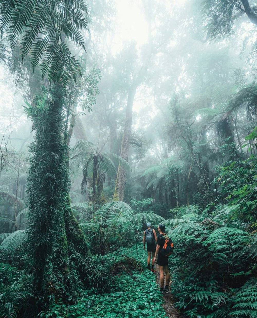 Красивые джунгли