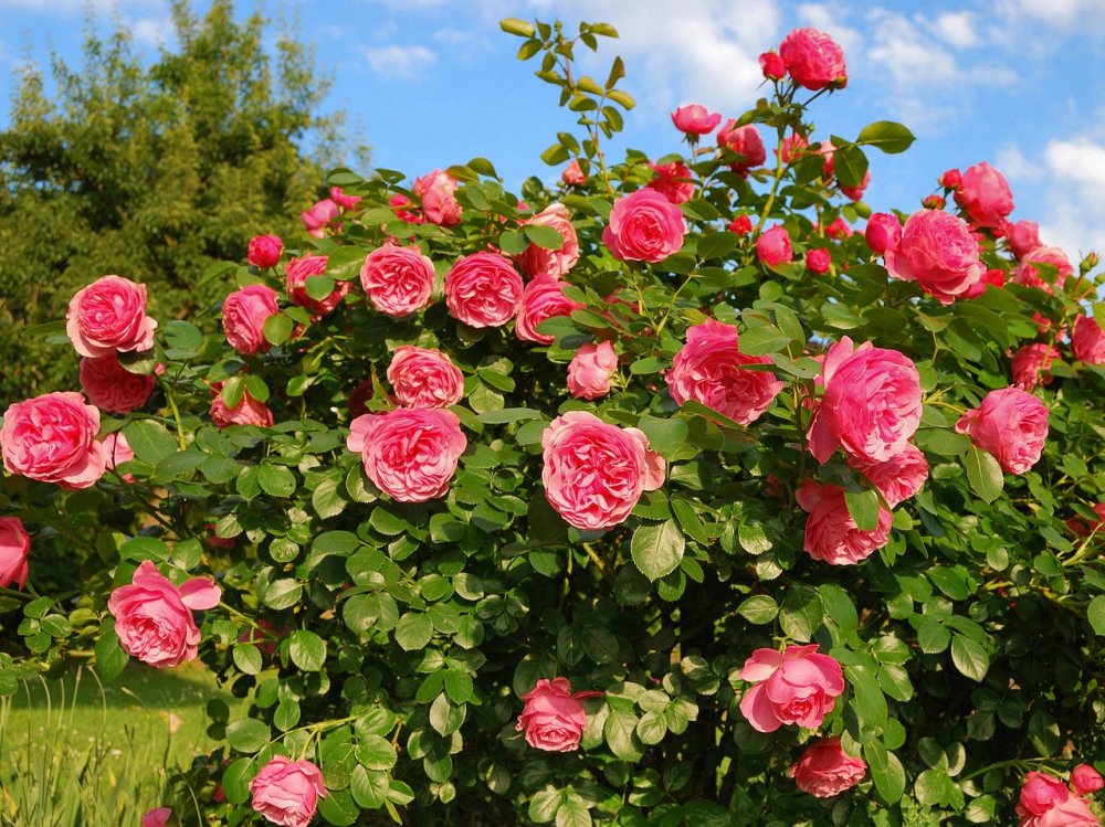 Розы кустовые садовые