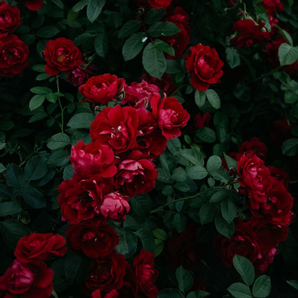 Куст красных роз