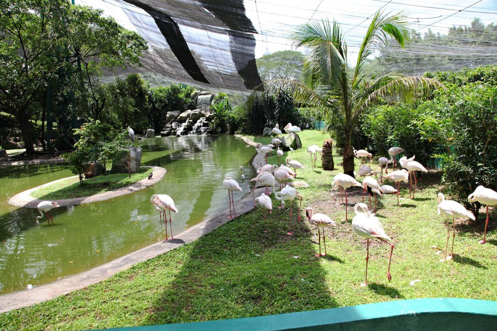 Куала Лумпур парк бабочек,птичий парк