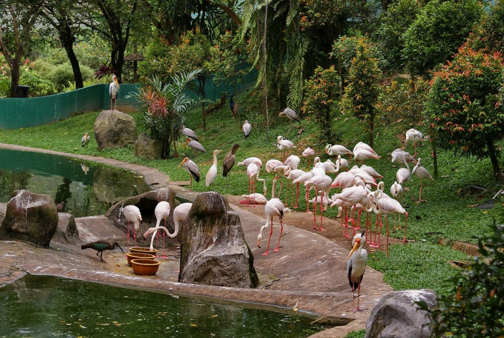 Парк птиц Малайзия Куала-Лумпур