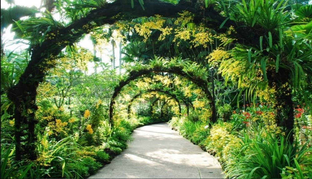 Сингапурский Ботанический сад тропический сад