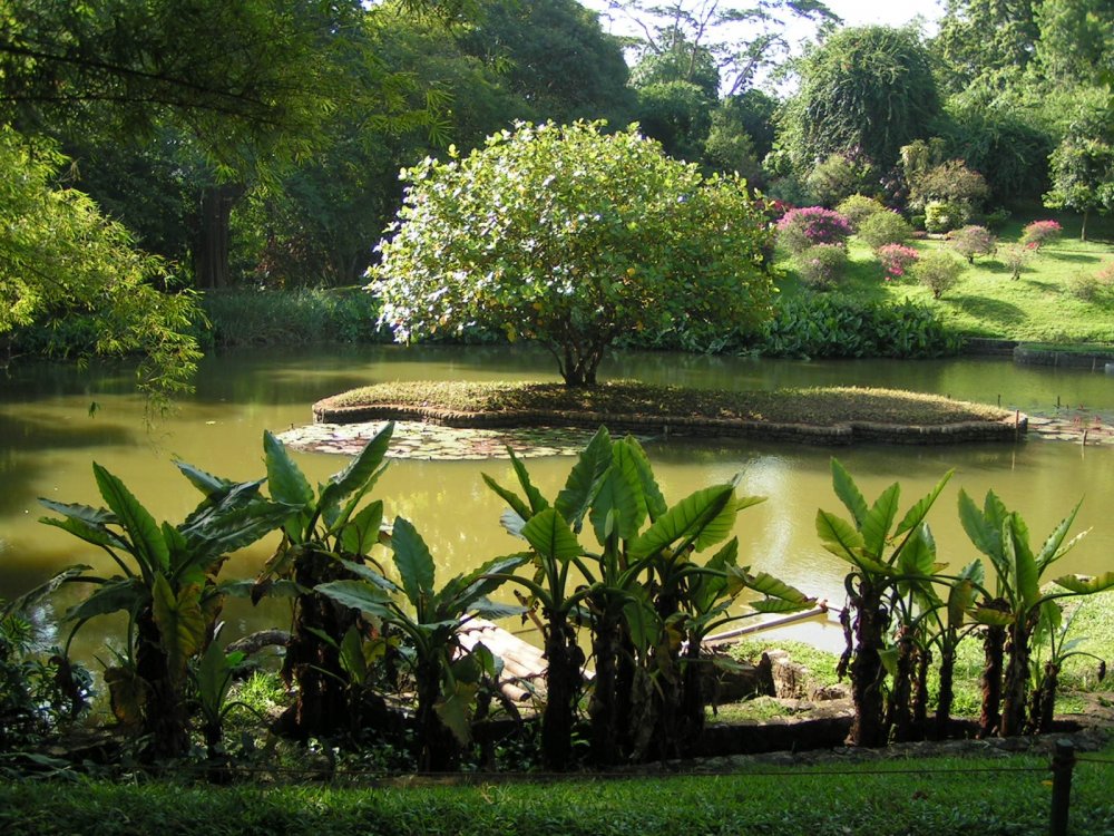 Королевский сад Шри Ланка