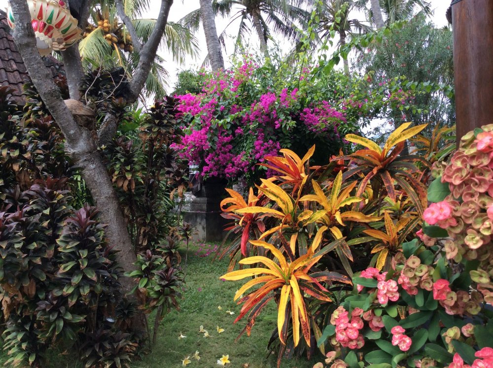 Цветочки с Бали