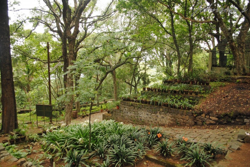 Ботанический сад Калькутты Индия