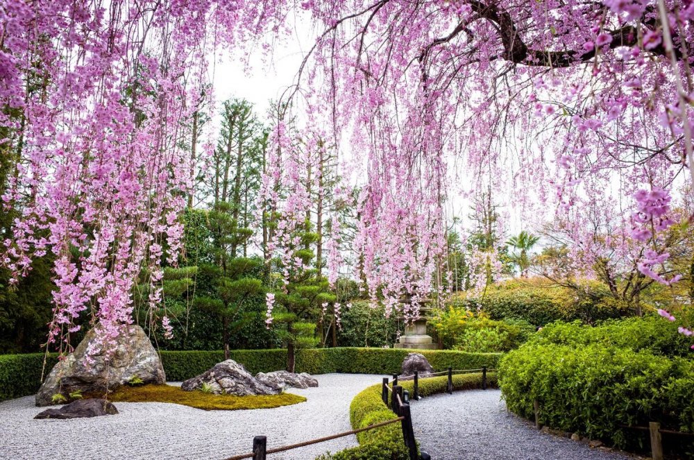 Японский ландшафтный Сакура цветение