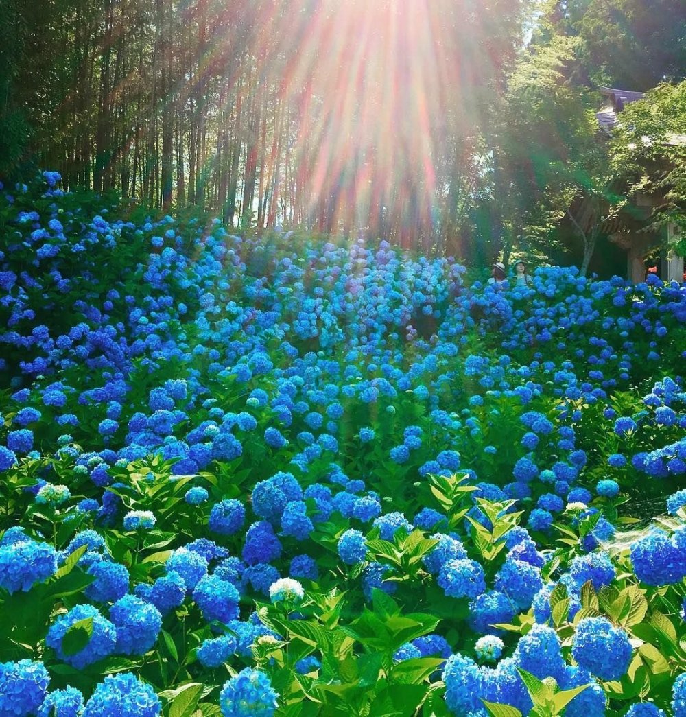 Сад в синих тонах