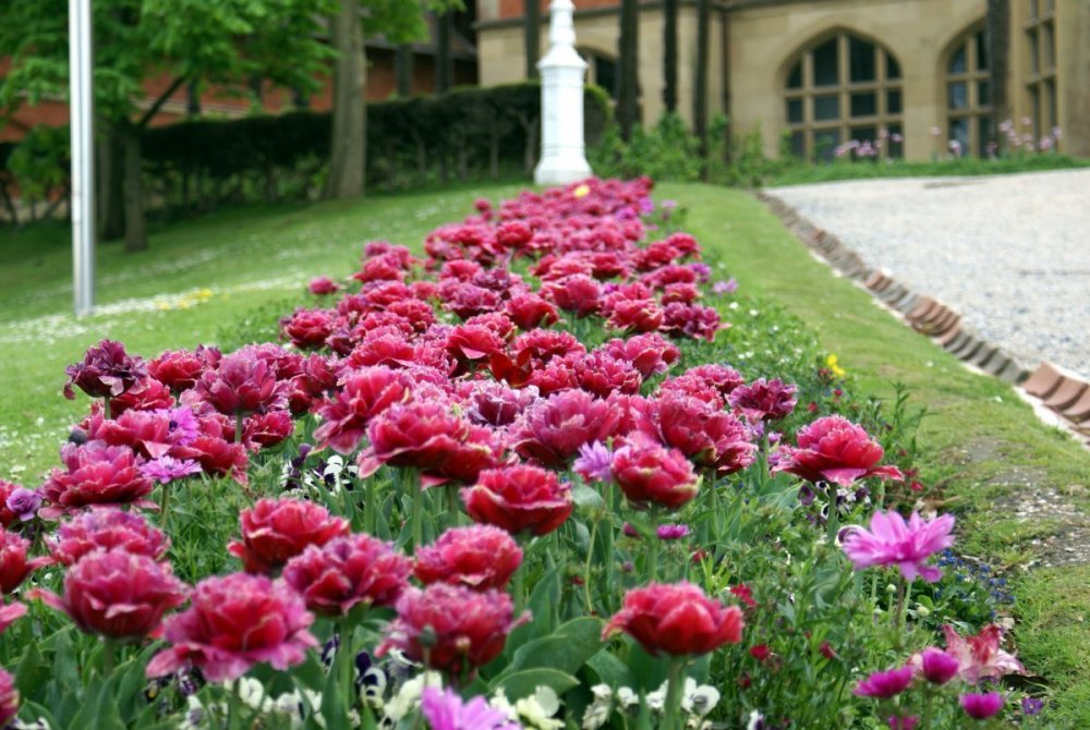 Пион английский сад Мюнхен