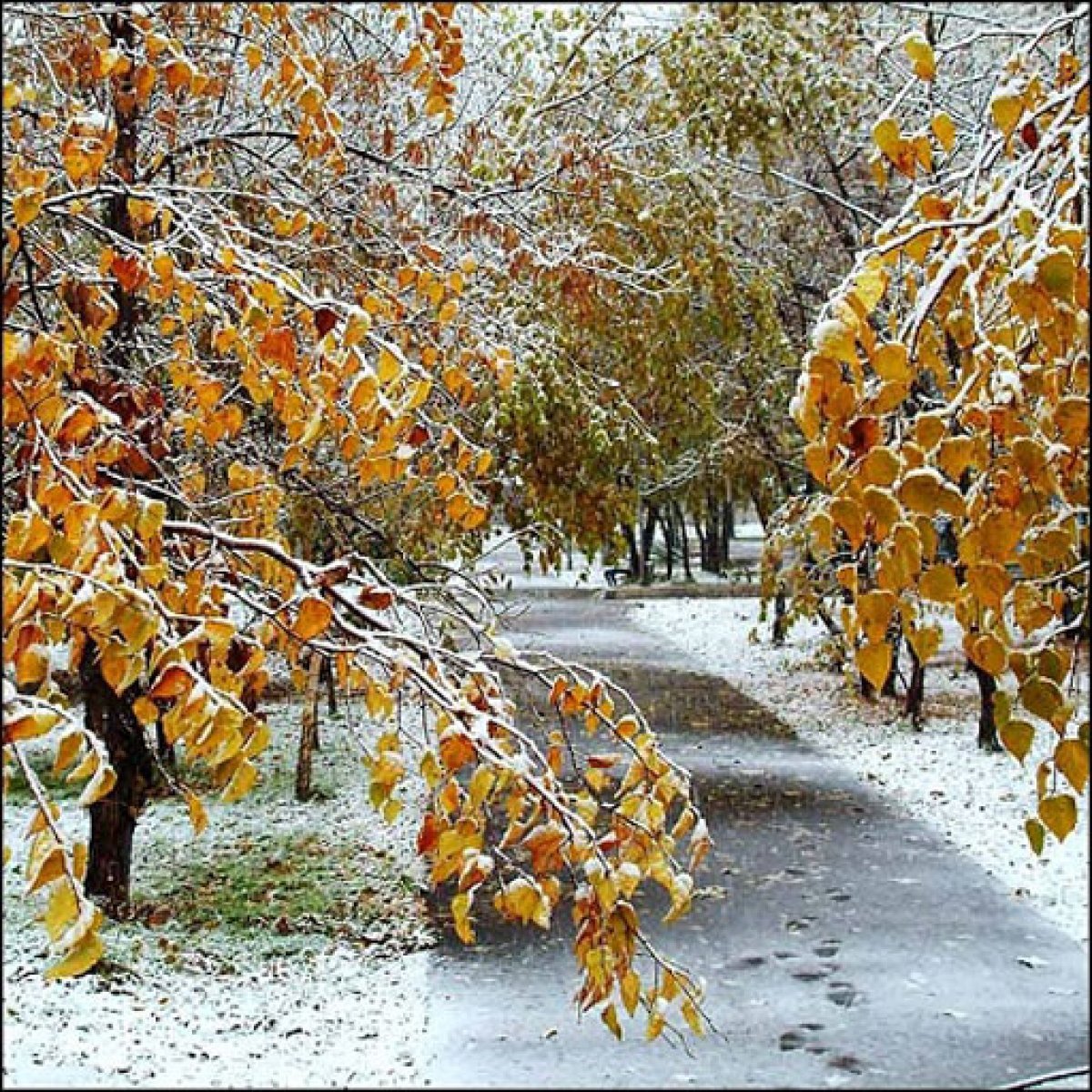 Последние дни уходящей осени. Поздняя осень. Ранняя зима. Первый снег. Снежная осень.