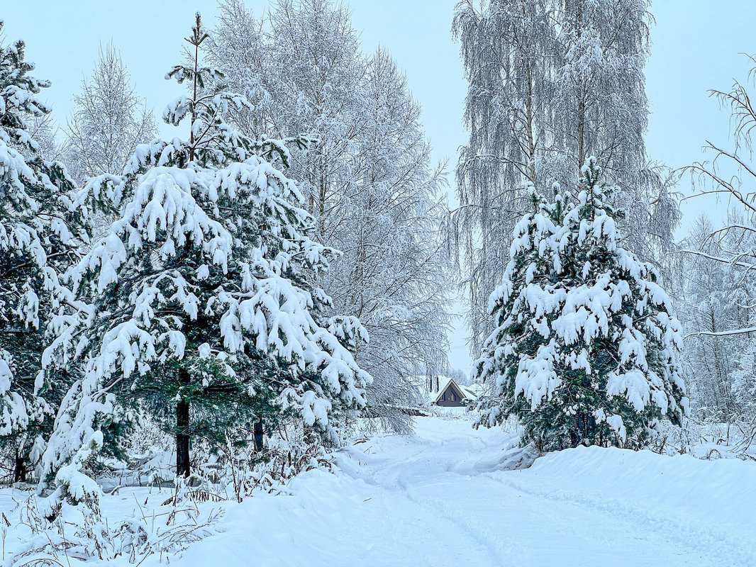 Верасы белый снег