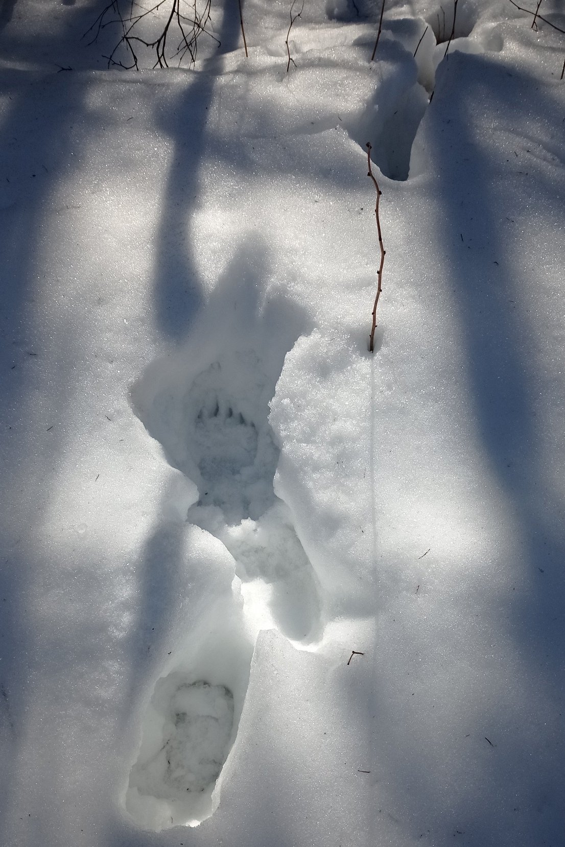 След хорька на снегу фото. Следы на снегу куницы хорька ласки. Следы ласки на снегу. Следы медвежонка на снегу. Следы ласки зимой.