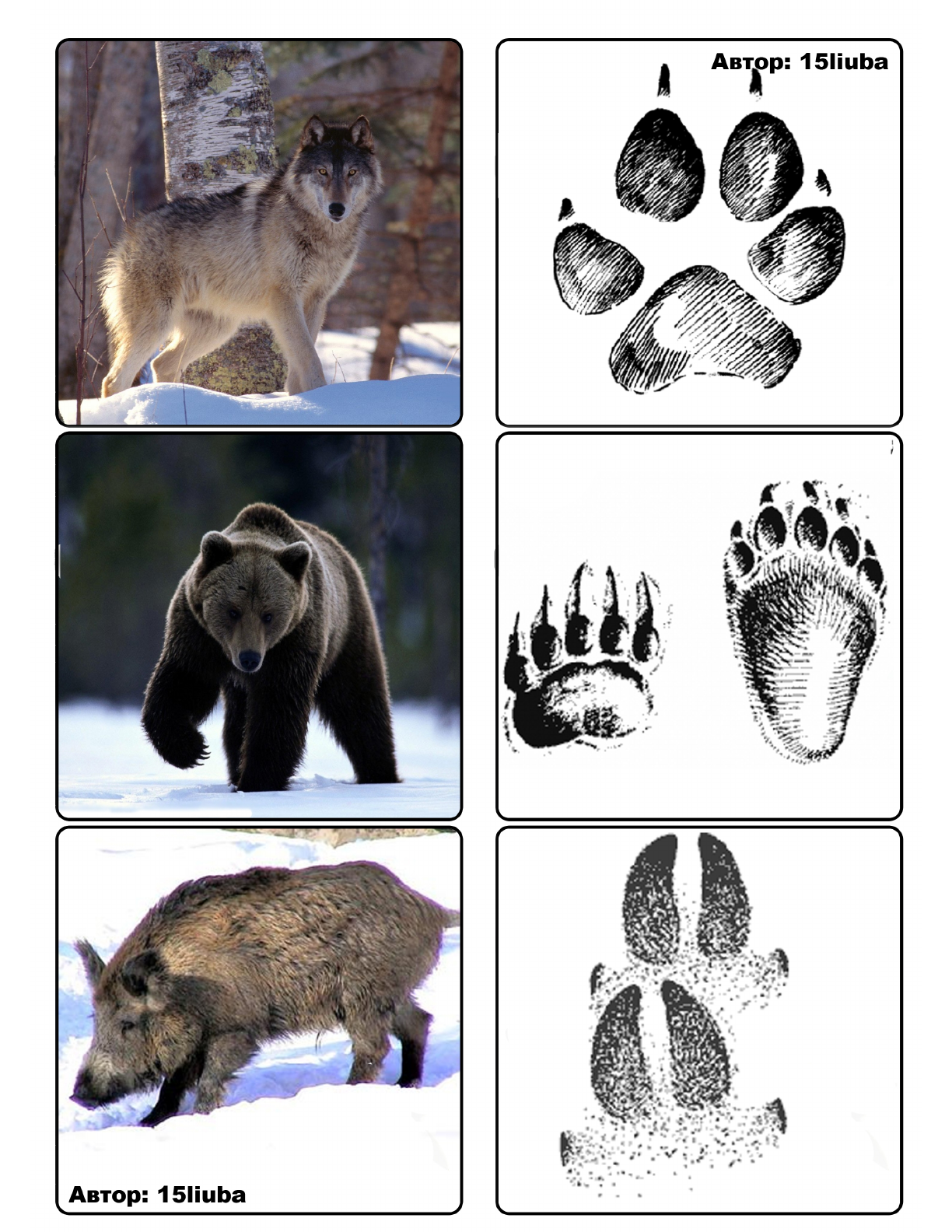 Следы зверей на снегу картинки