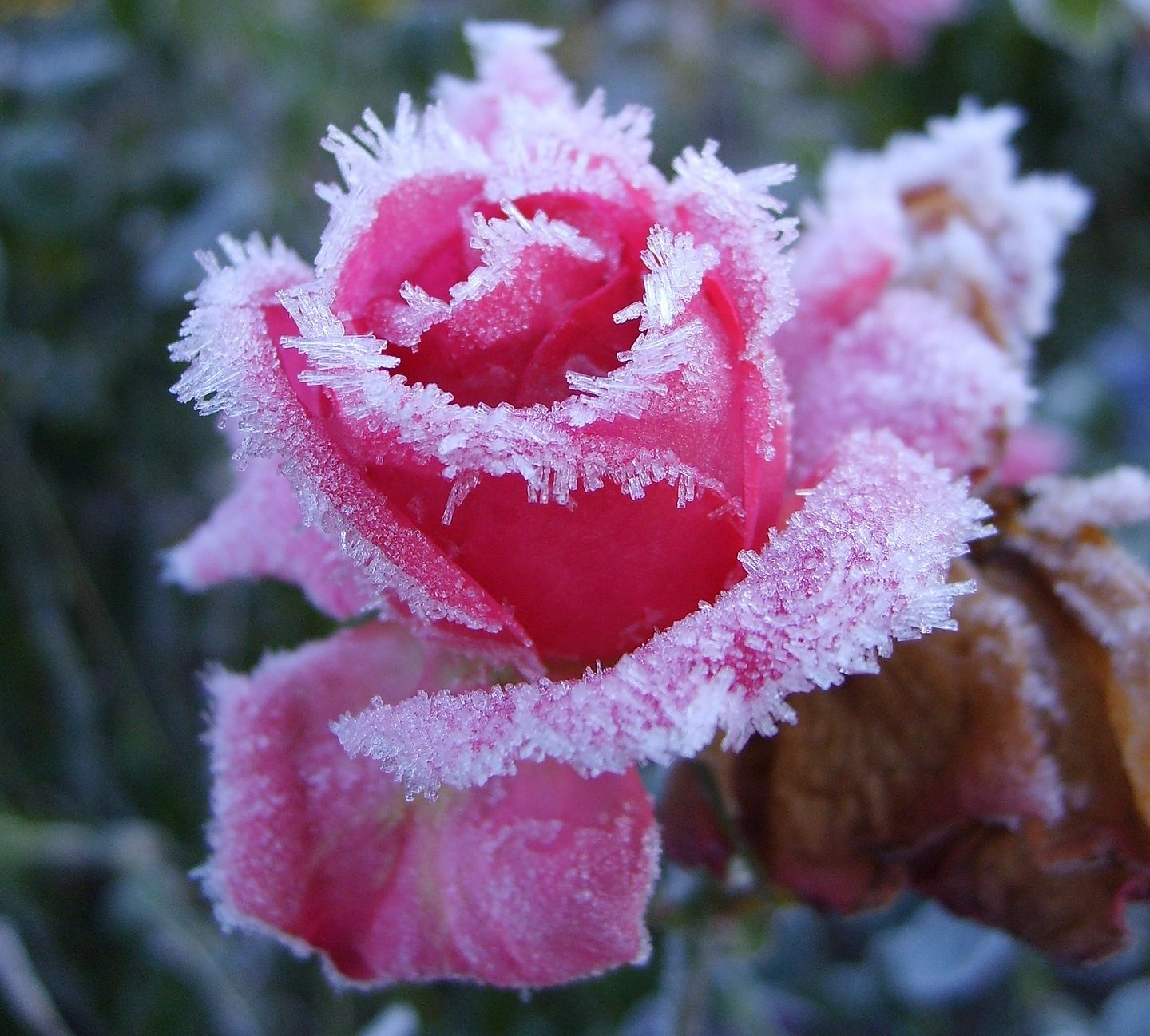 Цветок зима красивая. Зимние цветы. Зимник цветок. Цветы в снегу.