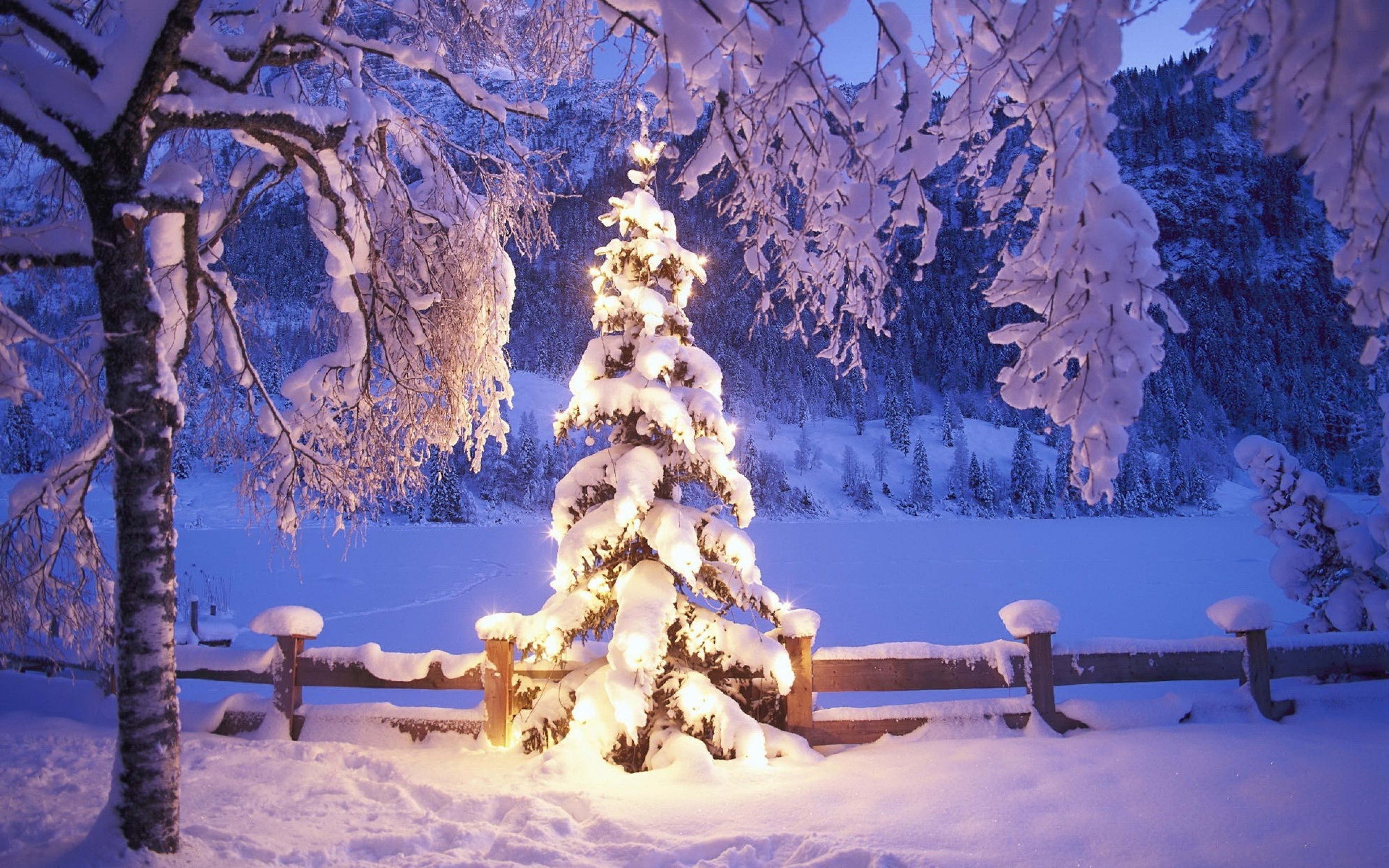 Какое дерево на новый год